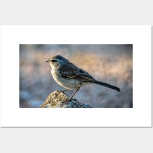 Juvenile Black Throated Sparrow Posters and Art